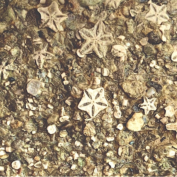 Meet your Posher, Jeannett - Picture 1 of 1